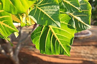 叠纸《无限暖暖》4月18日举行特别直播 将公布实机演示